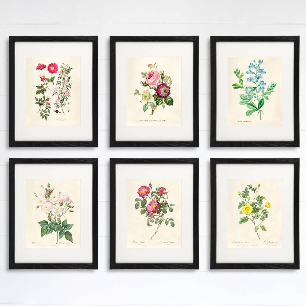 Vintage Roses Wall Art Prints (Set of 6) - 8x10s | Botanical Decor - Dream Big Printables