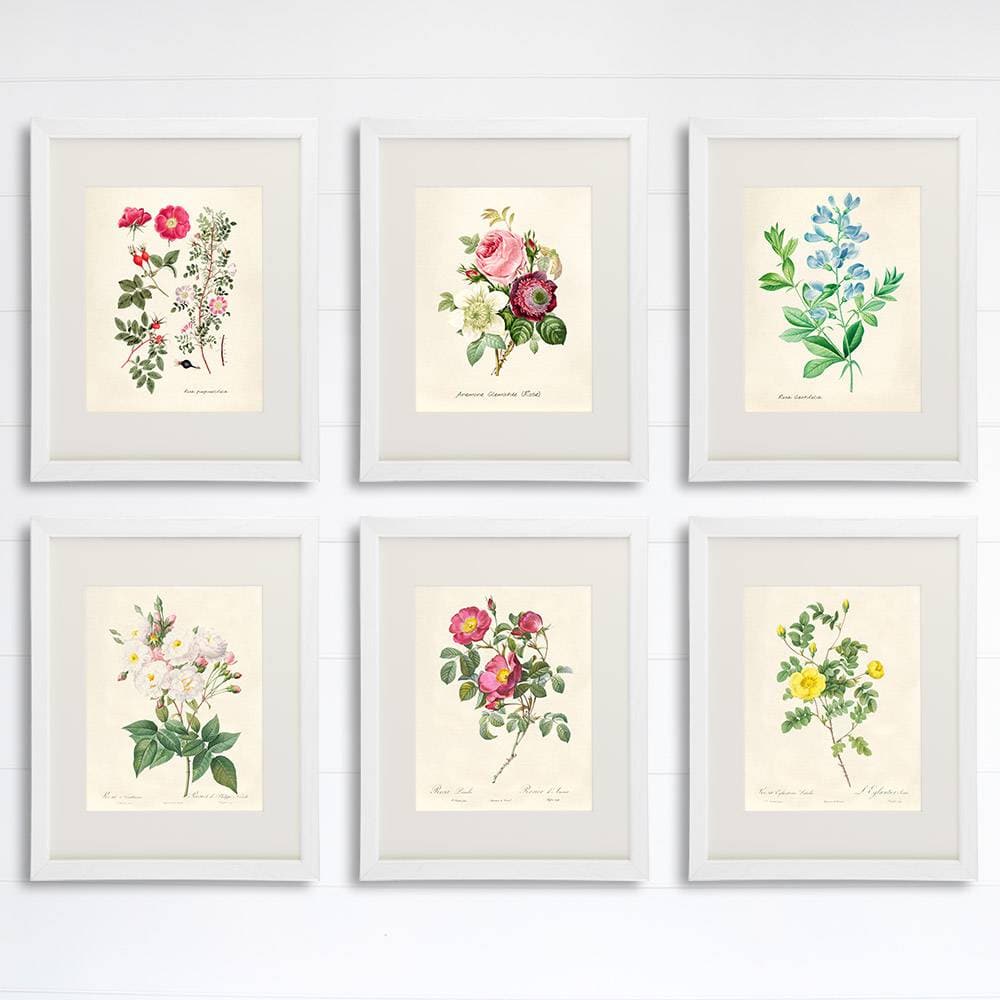 Vintage Roses Wall Art Prints (Set of 6) - 8x10s | Botanical Decor - Dream Big Printables