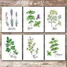 Botanical Prints Kitchen Herbs Wall Art - (Set of 6) - Unframed - 8x10s - Dream Big Printables