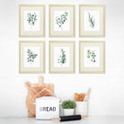 Eucalyptus Leaves | Botanical Prints Wall Art (Set of 6) - 8x10s - Dream Big Printables