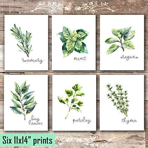 Kitchen Herbs Art Prints - Botanical Prints (Set of 6) - Unframed - 11x14s - Dream Big Printables