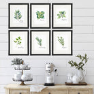 Kitchen Herbs Art Prints (Set of 6) - 8x10 - Dream Big Printables