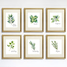 Kitchen Herbs Art Prints (Set of 6) - 8x10 - Dream Big Printables