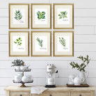 Kitchen Herbs Art Prints (Set of 6) - 8x10 - Dream Big Printables