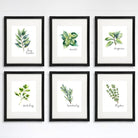 Kitchen Herbs Art Prints (Set of 6) - 8x10 - Dream Big Printables