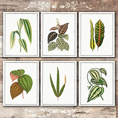 Tilmeld sagde fløjl Vintage Foliage Botanical Art Prints (Set of 6) - Unframed - 8x10s